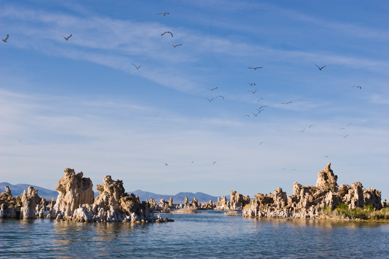 California Gulls Flying Above Mono Lake